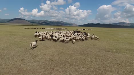 Luftdrohnenaufnahme,-Die-über-Eine-Schafherde-In-Der-Endlosen-Landschaft-Der-Mongolei-Fliegt.
